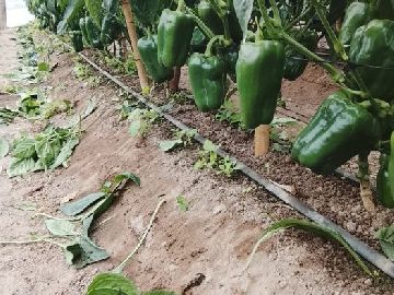 Piment�o