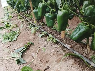 Piment�o Verde
