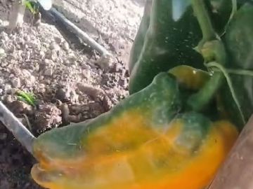 Piment�o Amarelo