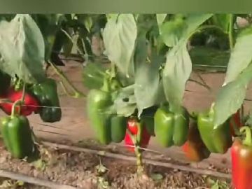 Piment�o Vermelho